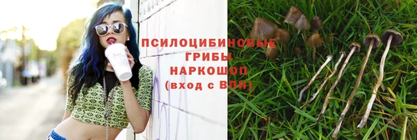 индика Новодвинск